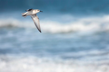 Fototapeta na wymiar Sanderling in flight