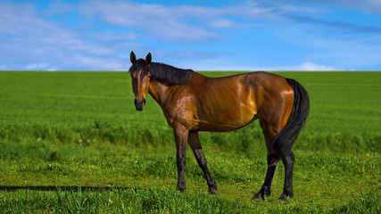 horse in meadow