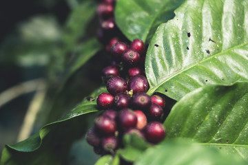 Good quality coffee on high mountain. In Southeast Asia thailand
