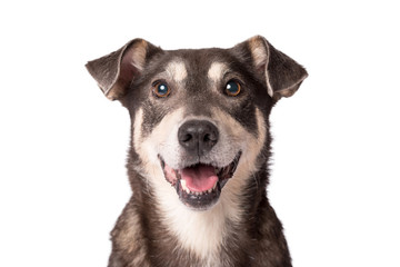 Portraitfoto eines entzückenden Mischlingshundes, isoliert auf weiss