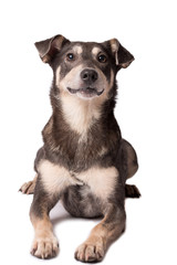 Portrait photo of an adorable mongrel dog isolated on white - 184414994