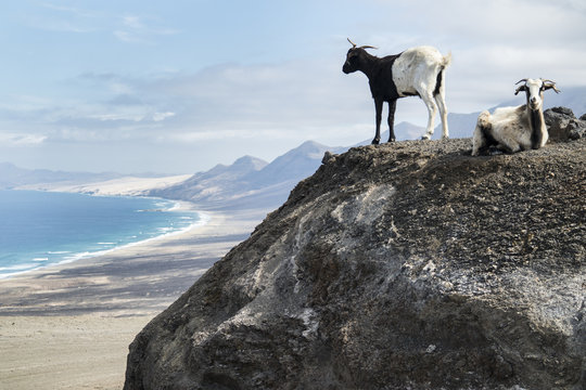 Goats in Playa Cofete, Fuertevenutra
