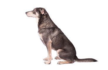 Portrait photo of an adorable mongrel dog isolated on white