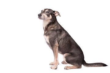 Portrait photo of an adorable mongrel dog isolated on white