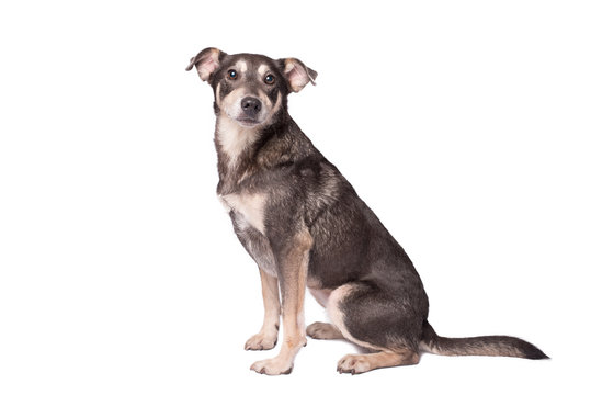 Portrait photo of an adorable mongrel dog isolated on white