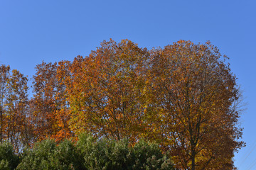 Naklejka premium Alberi di rovere in autunno con le foglie rosse