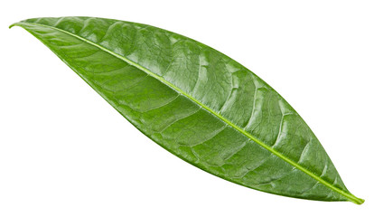 Obraz premium mango leaves isolated