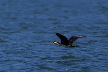 Pied Cormorant