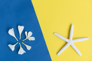 Flat lay beautiful Frangipani flowers and star fish on yellow,blue  background