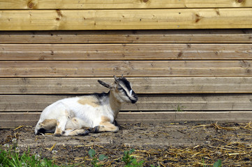 Obraz premium Goat and wooden planks