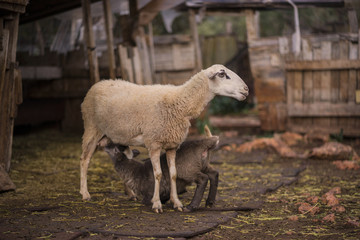 Ewe and Feeding Lamb