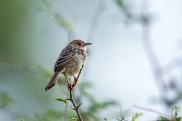 Rattling Cisticola in Kruger National park, South Africa