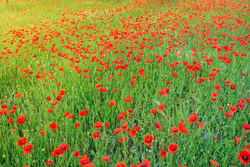 Green meadow, covered with wild blooming poppies