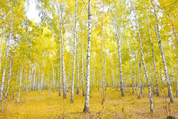 birch forest