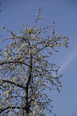 Winter Baum mit weißen Blüten und blauer Himmel