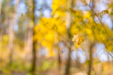 Autumnal scene. Autumn colors and blurred background, calm autumn nature concept