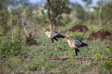 Obraz na płótnie Canvas Secretary bird in Kruger National park, South Africa