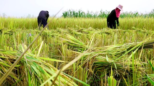 farmers harvesting rice in Thailand, Thai farmers work in rice field in harvest season 