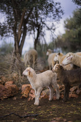 Flock of Sheep with Lambs in a Mediterranean Olive Grove at Dawn