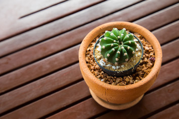 Small cactus flowers on wood table