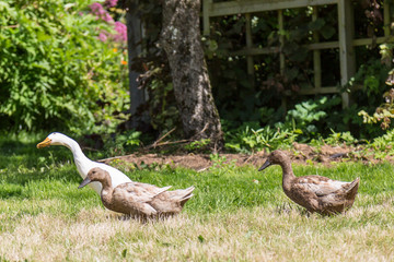 Ducks walking on Grass