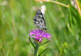 Schachbrett (Melanargia galathea)