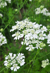 Strahlen-Breitsame (Orlaya grandiflora)