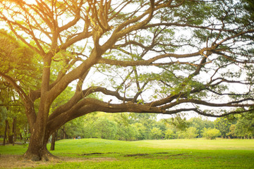 Fototapeta premium Trees of parks on sunny days