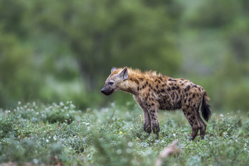 Spotted hyaena in Kruger National park, South Africa