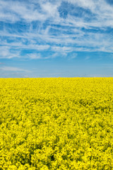Fototapeta premium yellow rape fields with blue sky