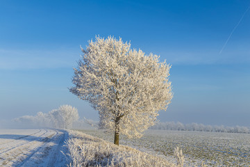 white icy trees in snow covered landscape
