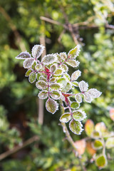 ice crystal on leaves of roses