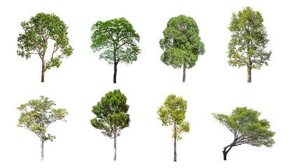 Isolated trees on white background , The collection of trees.beatiful autumnal colors