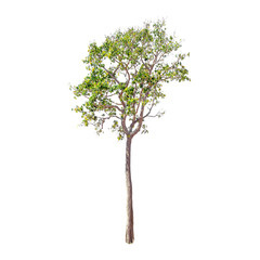 Obraz premium Isolated trees on white background , The collection of trees.beatiful autumnal colors