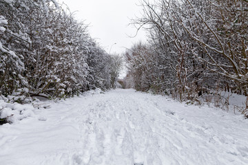 Snowy path through the park