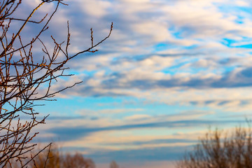 The bare branches without leaves on the background of cloudy sky