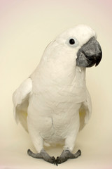 parrot