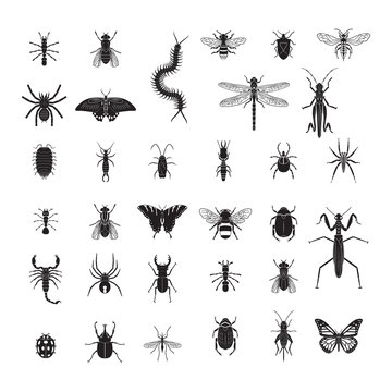 Insects vector icon set. Realistic vector insects set.