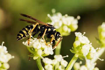 European Paper Wasp, Polistes dominula