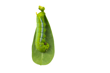 Green worm on green leaves on white background