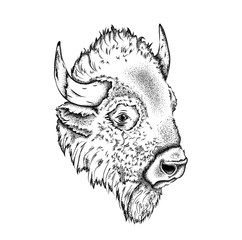 Portrait of a bison. Can be used for printing on T-shirts, flyers and stuff. Vector illustration