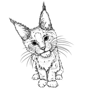 Portrait of a cat. Can be used for printing on T-shirts, flyers and stuff. Vector illustration