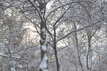 Trees in the snow. December weather. Snowy forest.