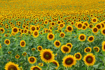 Field of dense sunflowers blooming in France