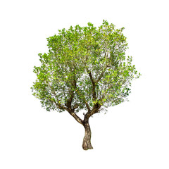 Obraz premium Isolated trees on white background , The collection of trees.beatiful autumnal colors