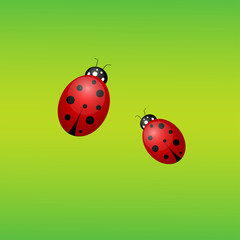 ladybugs isolated on green background