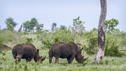 Fototapeta premium Southern white rhinoceros in Kruger National park, South Africa