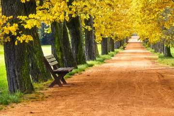 Alley in the Park. Autumn in the Park. the change of seasons. large trees and benches. Walking track at the green park landscape