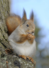 The squirrel gnaws nuts in a winter coat.