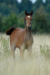 A young stallion plays in a meadow.
